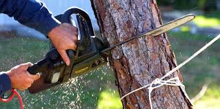 Best Emergency Tree Removal  in North New Hyde Park, NY