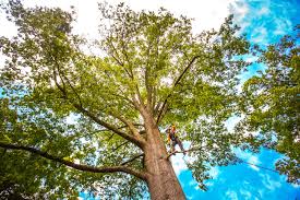 How Our Tree Care Process Works  in  North New Hyde Park, NY