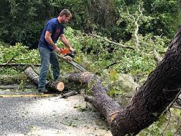 Best Tree Trimming and Pruning  in North New Hyde Park, NY