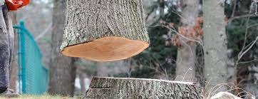 Best Arborist Consultation Services  in North New Hyde Park, NY