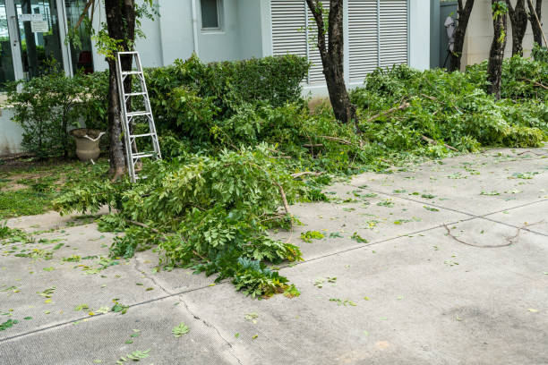 North New Hyde Park, NY Tree Removal Company