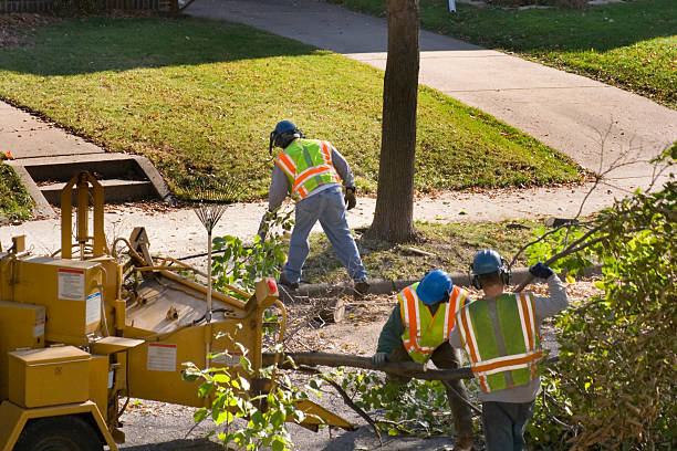 Best Tree Preservation Services  in North New Hyde Park, NY
