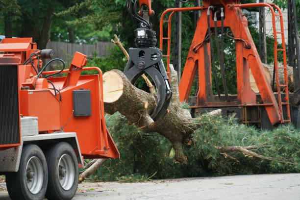 Best Hazardous Tree Removal  in North New Hyde Park, NY