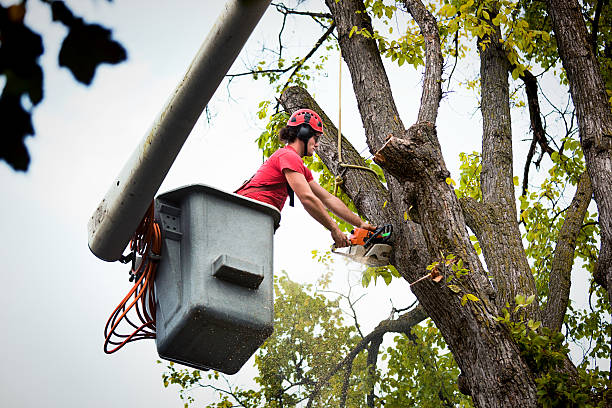 Best Utility Line Clearance  in North New Hyde Park, NY