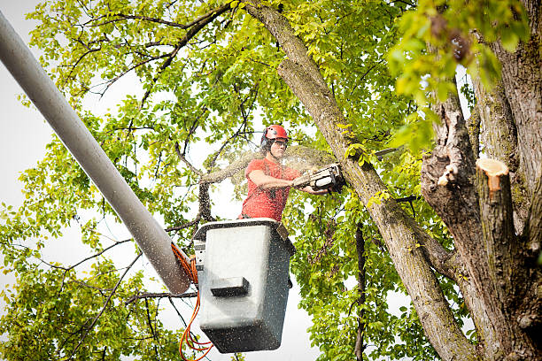 Trusted North New Hyde Park, NY Tree Removal Experts